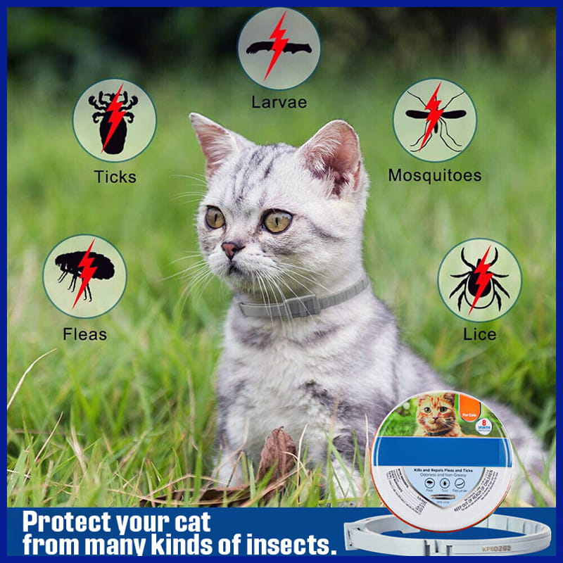 Cat with Pest Control Collar
