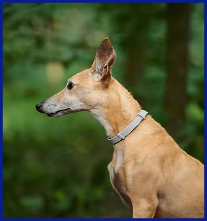 Dog with Pest Control Collar