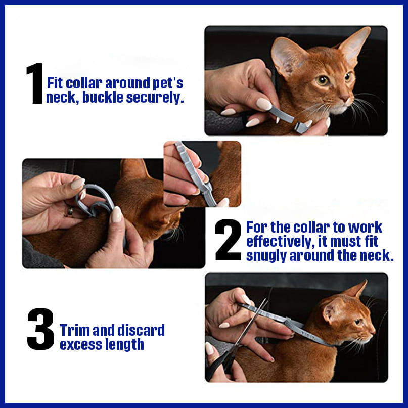 Putting Collar on Pet: Easy Steps